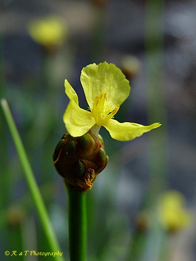 {Xyris sp.}